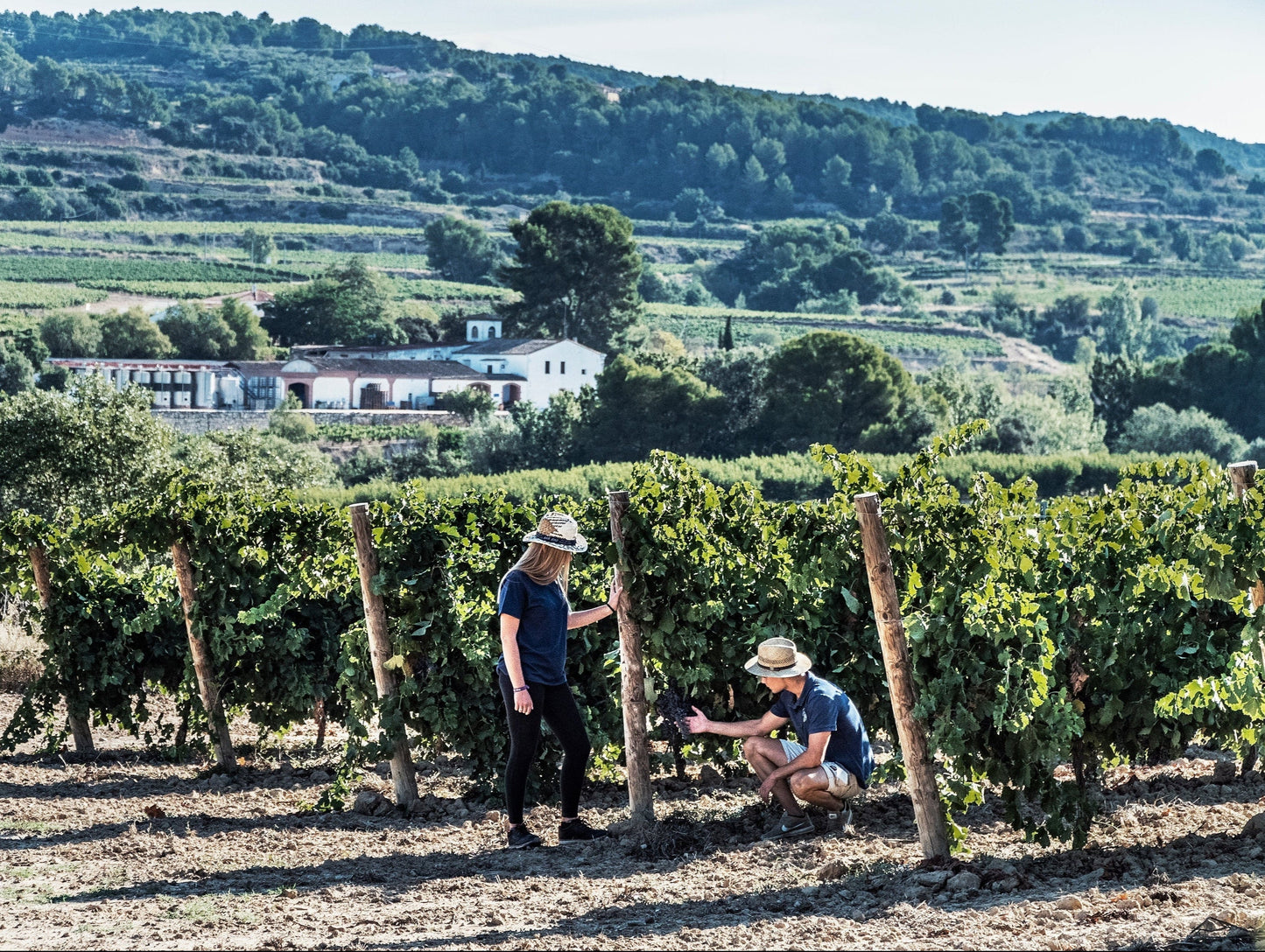 The Secret of the Vineyard