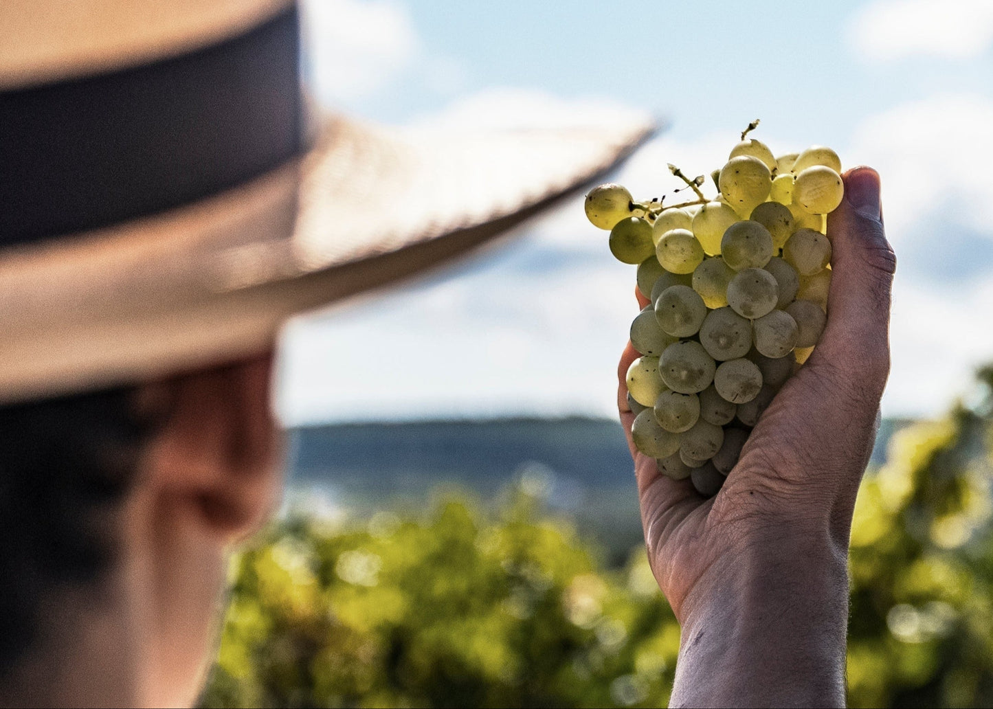Grape tasting and harvest breakfast among vineyards with Eudald Massana - HARVEST ACTIVITY 2025