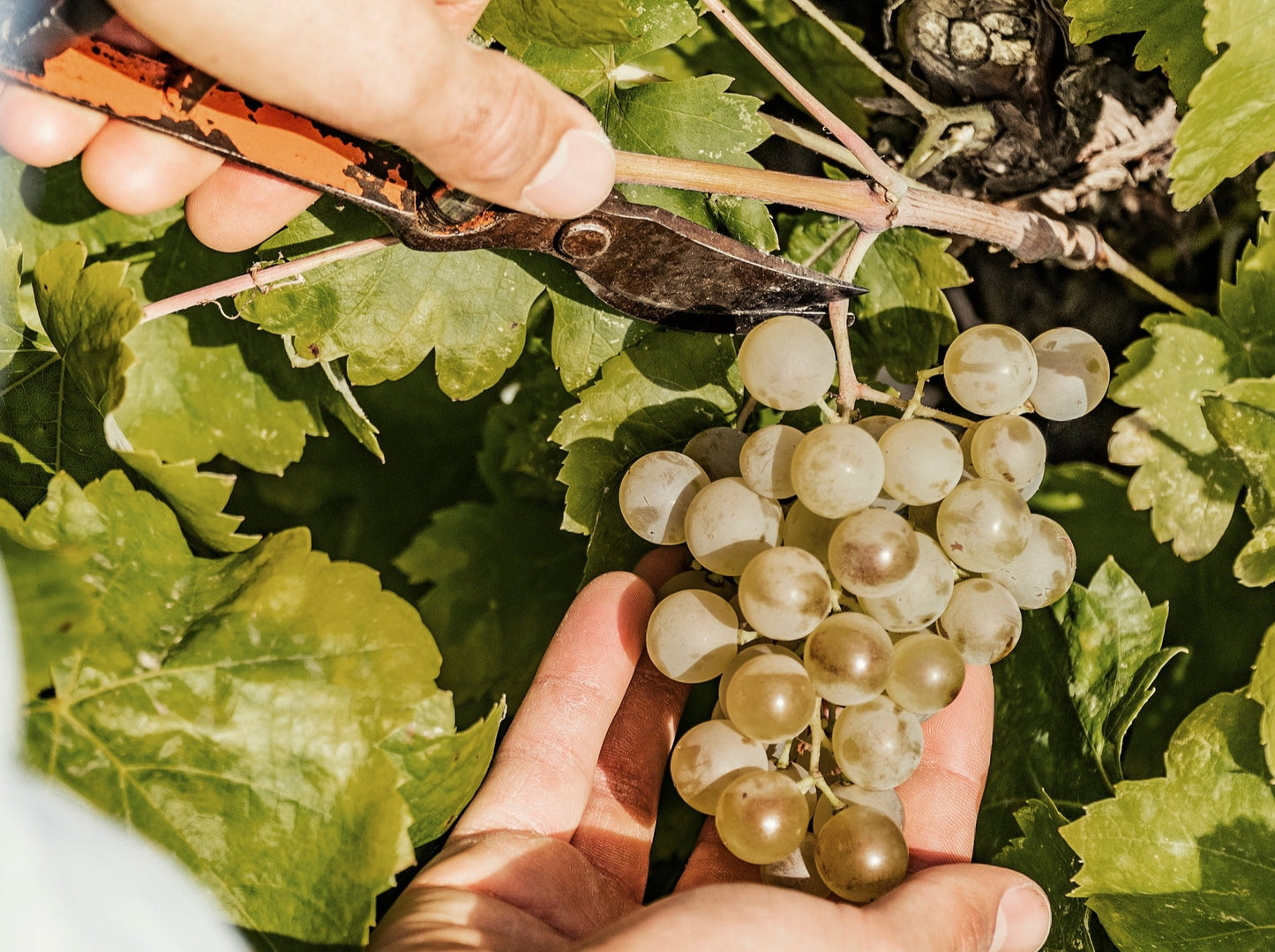 Grape tasting in the vineyard with Eudald Massana - HARVEST ACTIVITY 2024