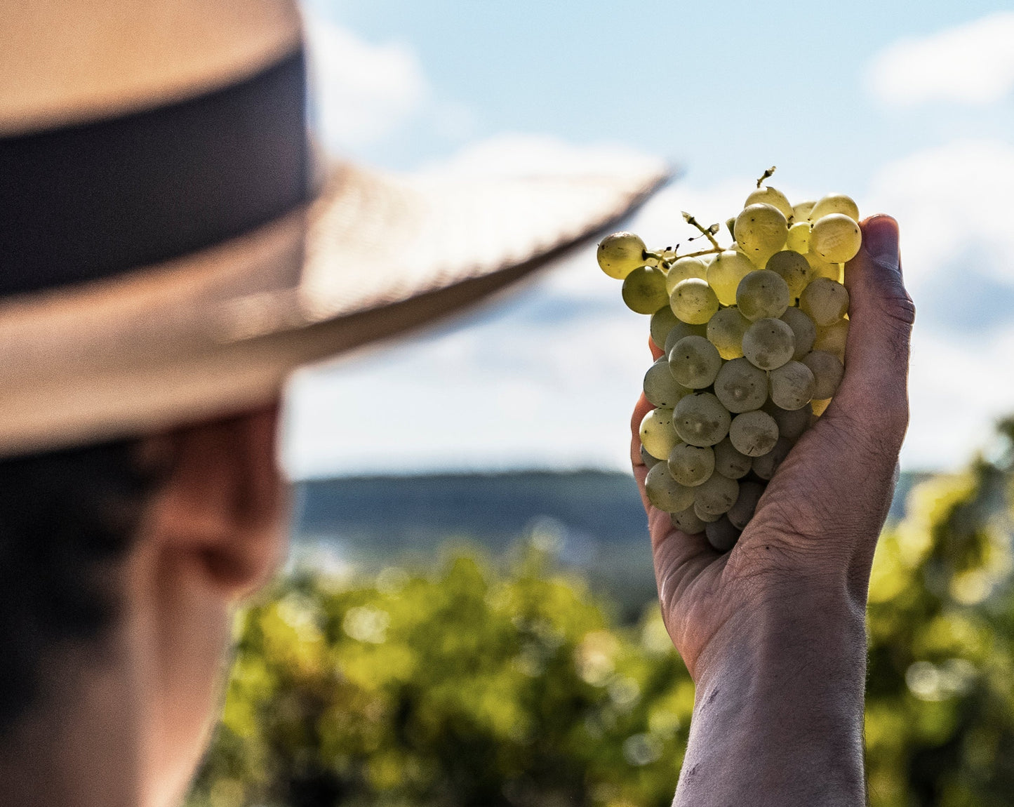 Grape tasting and harvest breakfast among vineyards with Eudald Massana - HARVEST ACTIVITY 2024